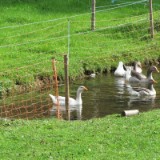 1109F 143 Die junge Lahn